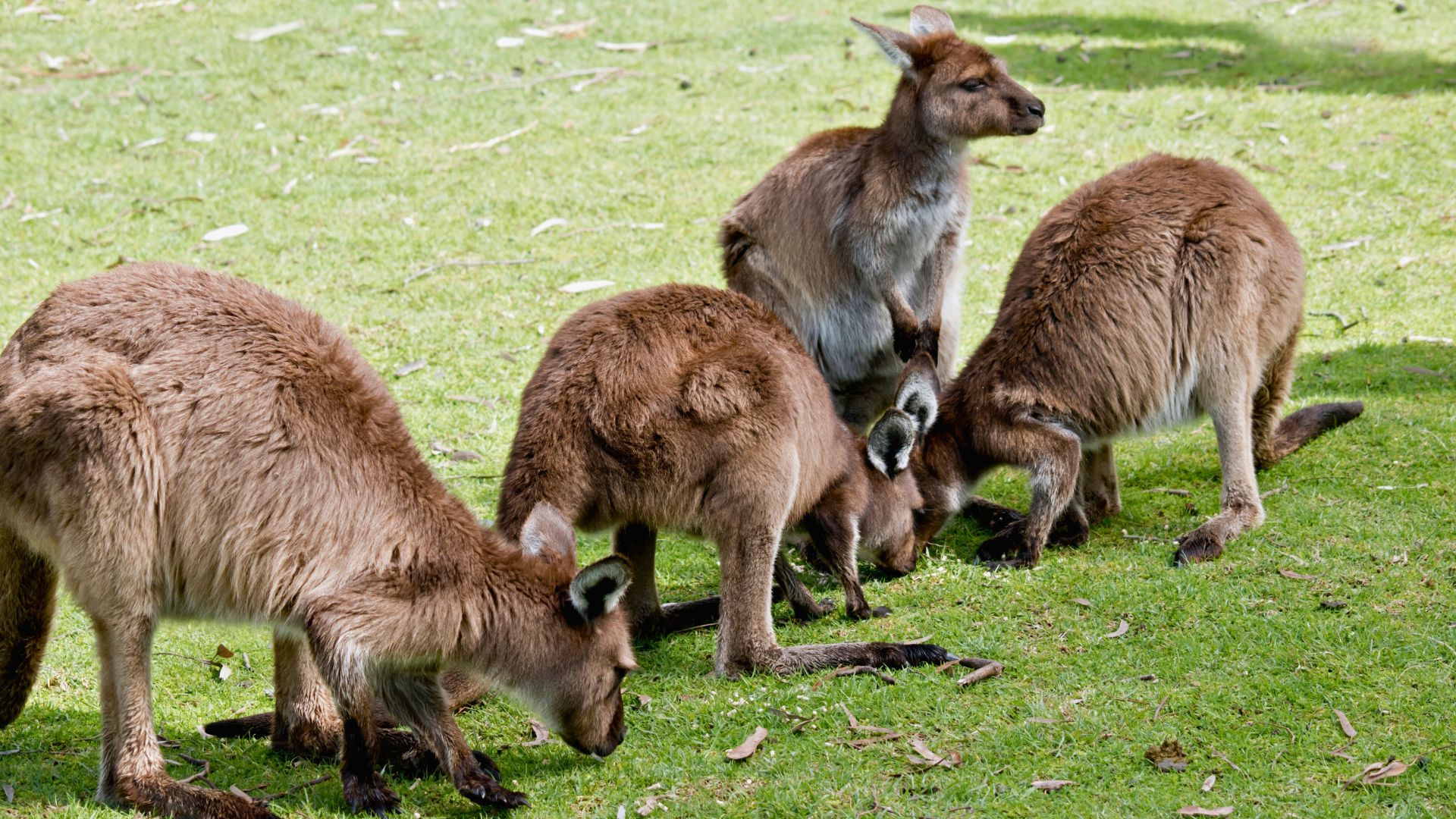australie-île-kangourou