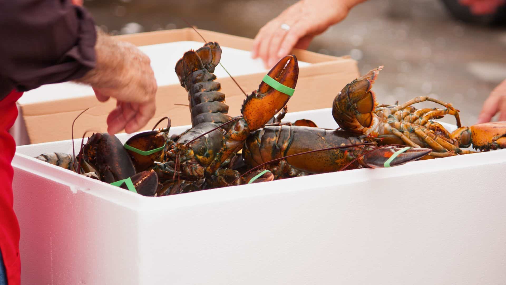 Placencia Lobsterfest