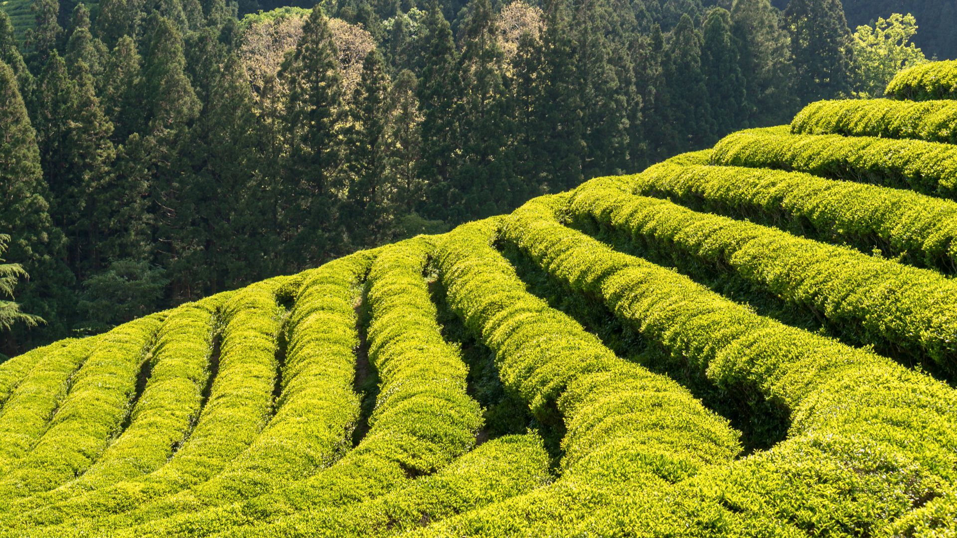 Plantations de thé de Boseong