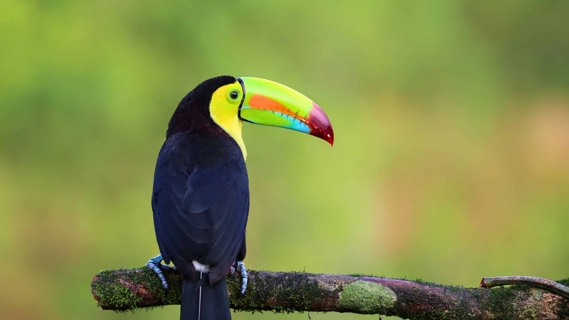 costa-rica-toucan