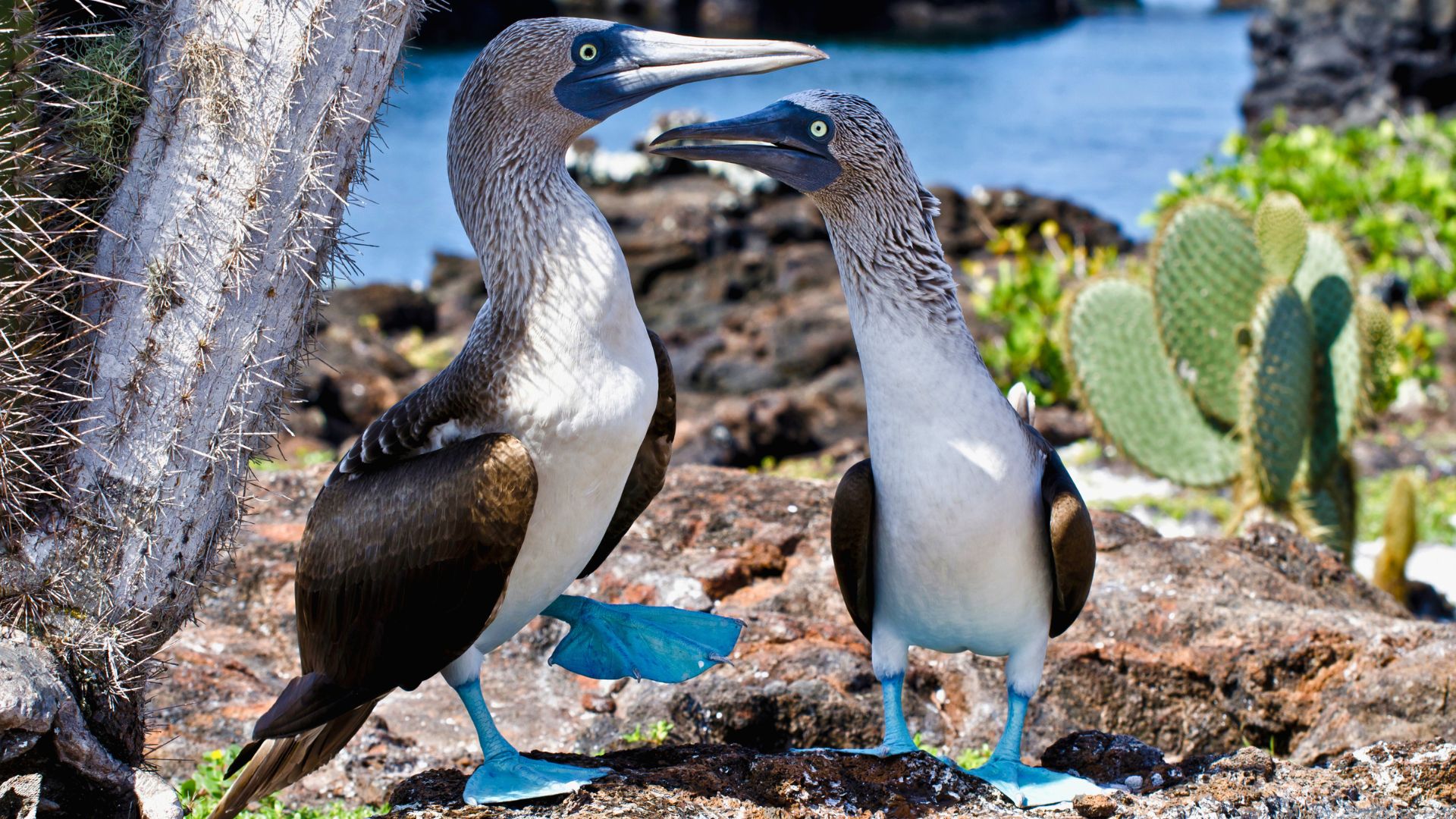 équateur-îles-galápagos