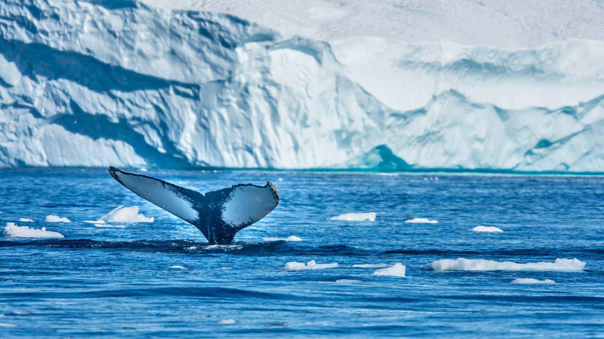 groenland-baleine-boréale