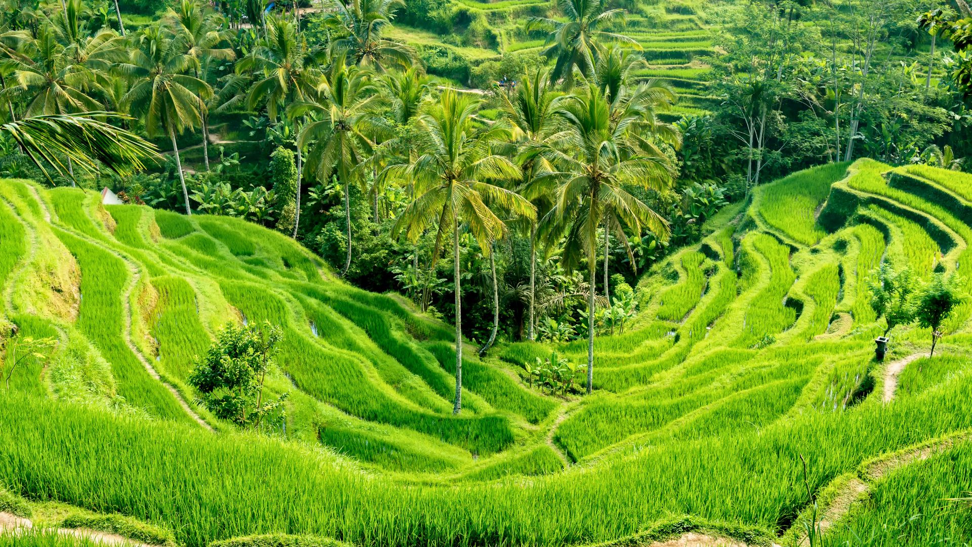 indonésie-rizière-tegallalang