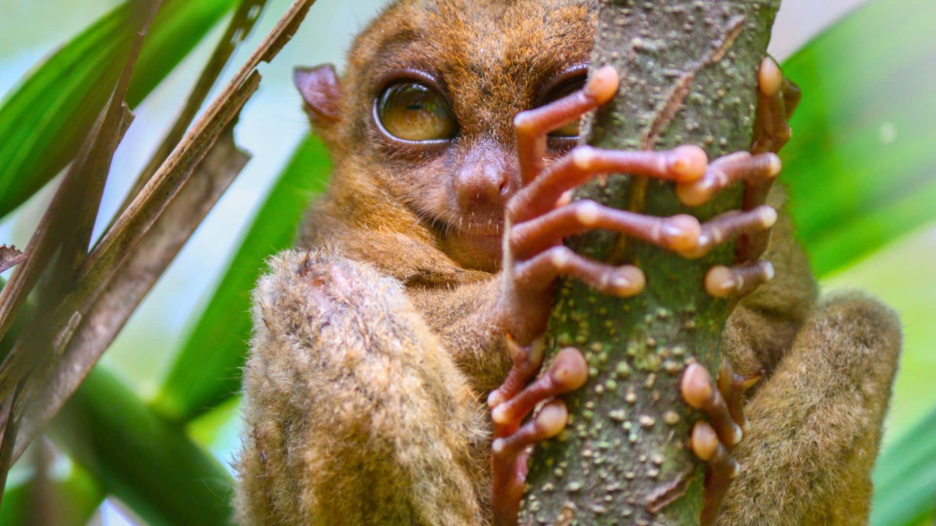philippines-tarsier