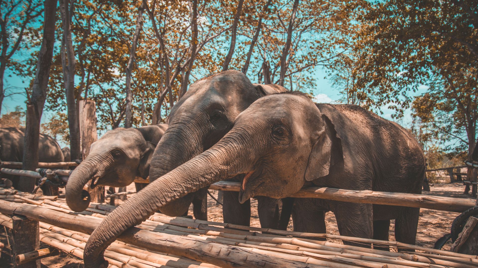thaïlande-sanctuaire-éléphant