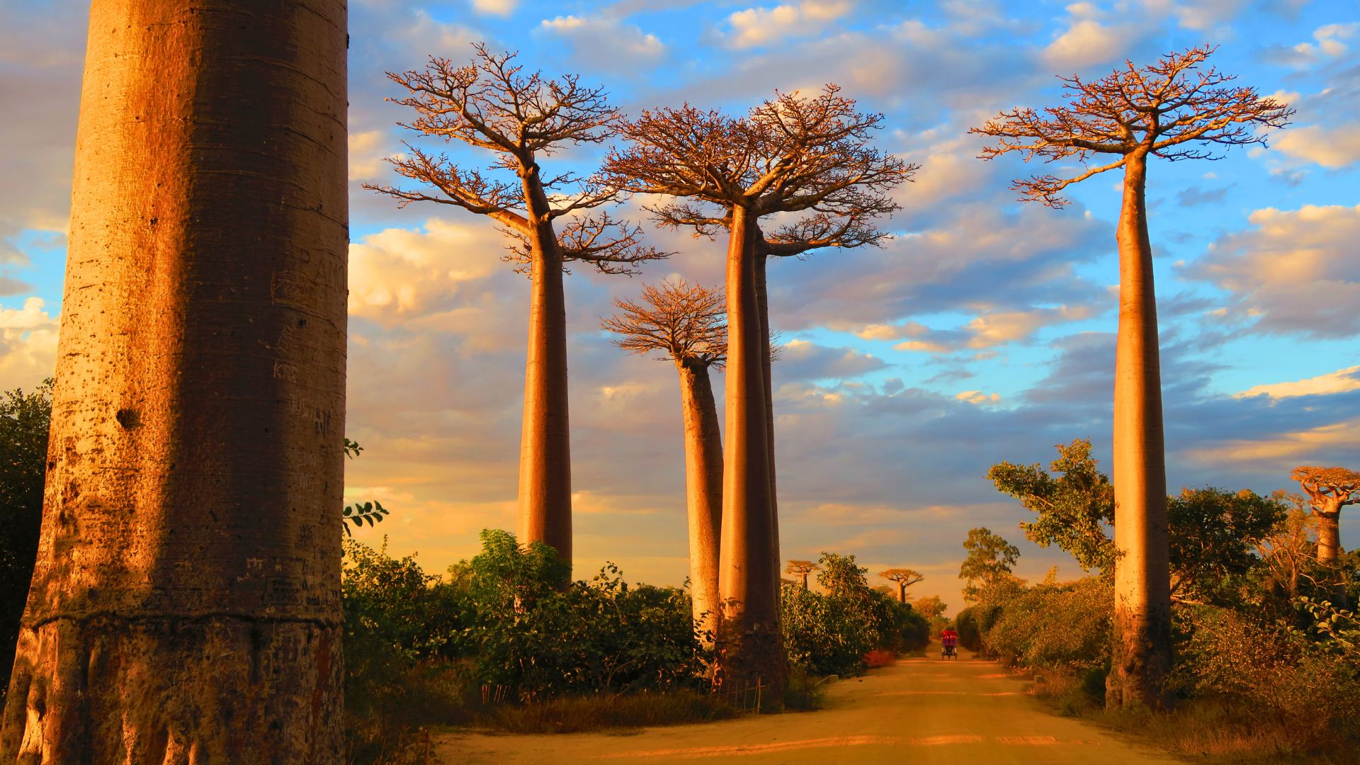 Allée des baobabs (Morondava)