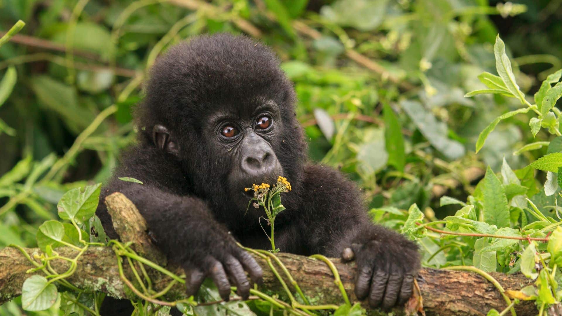 gorille-rwanda