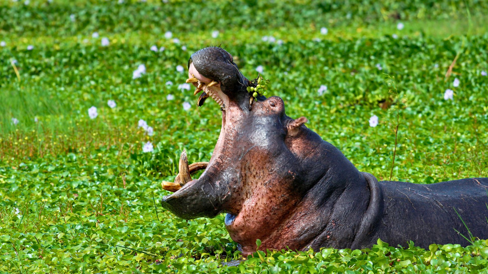 hippopotame-rwanda