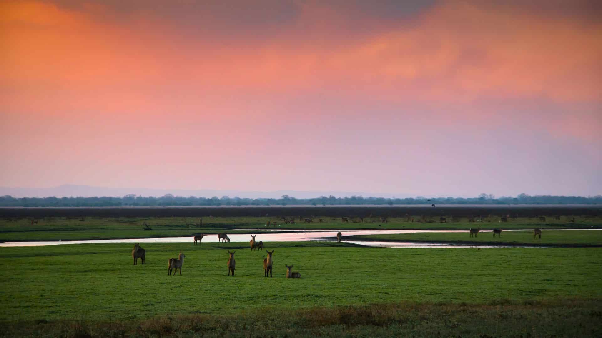 Parc national de Gorongosa