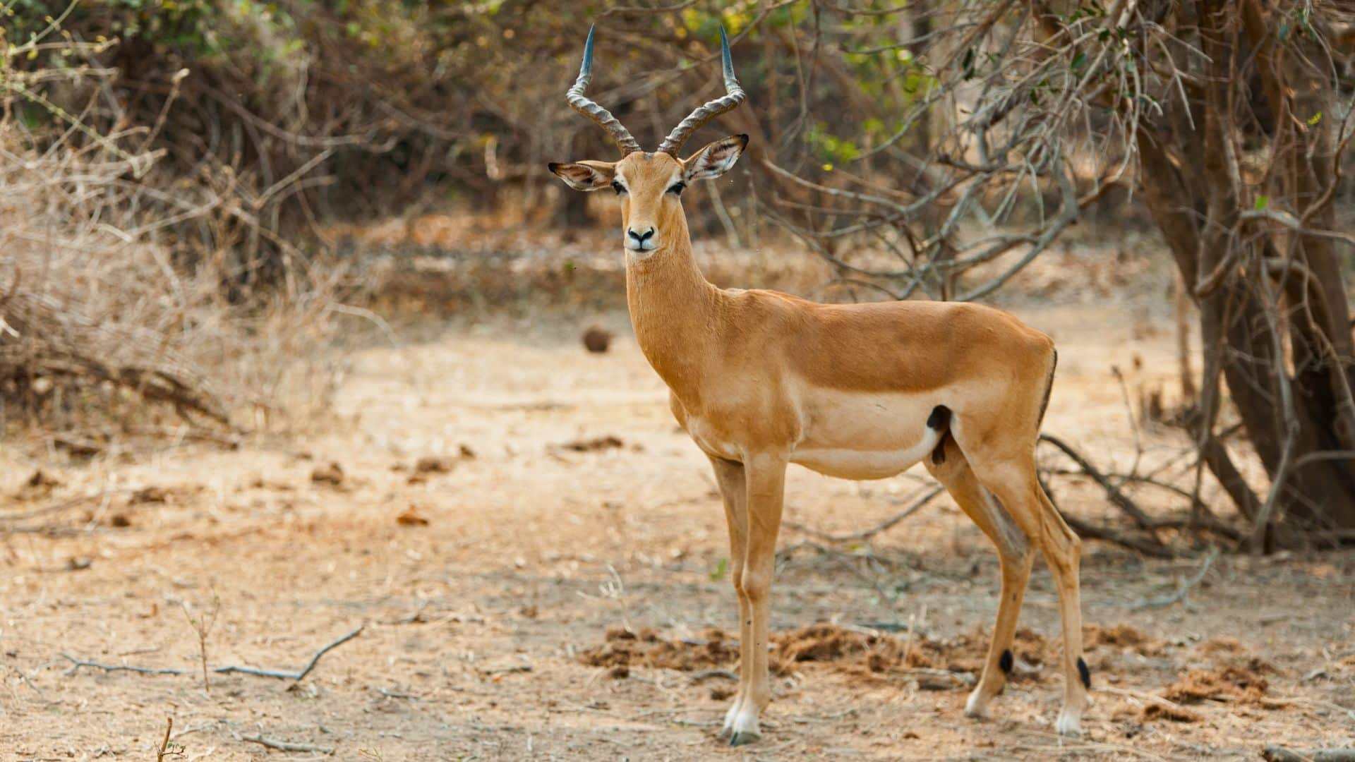 parc-national-de-lower-zambezi-zambie