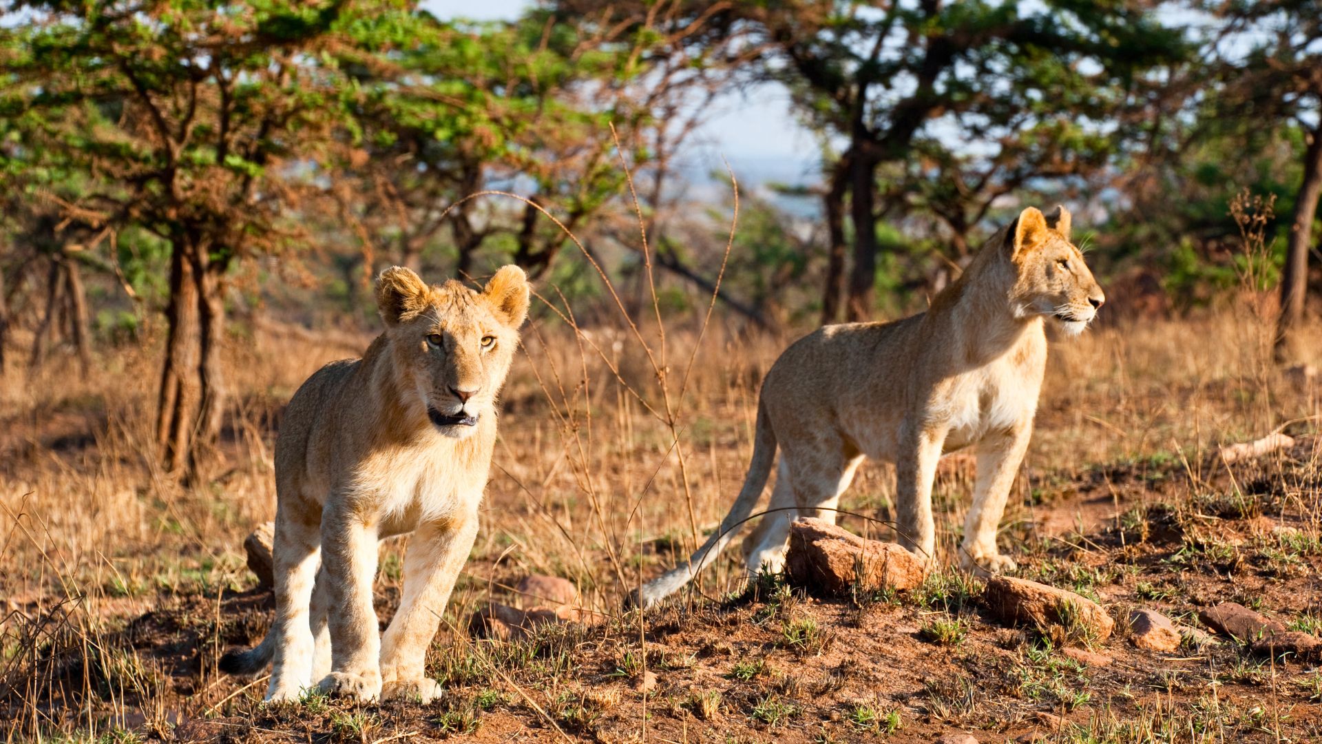parc-national-du-serengeti-tanzanie-1