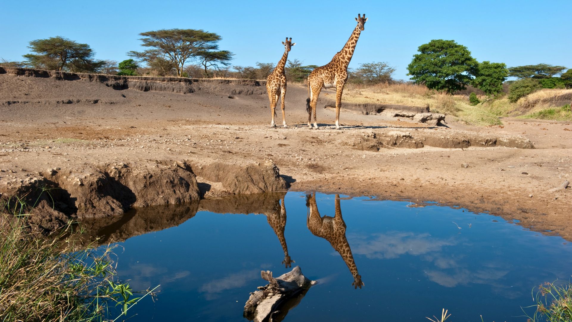 parc-national-du-serengeti-tanzanie