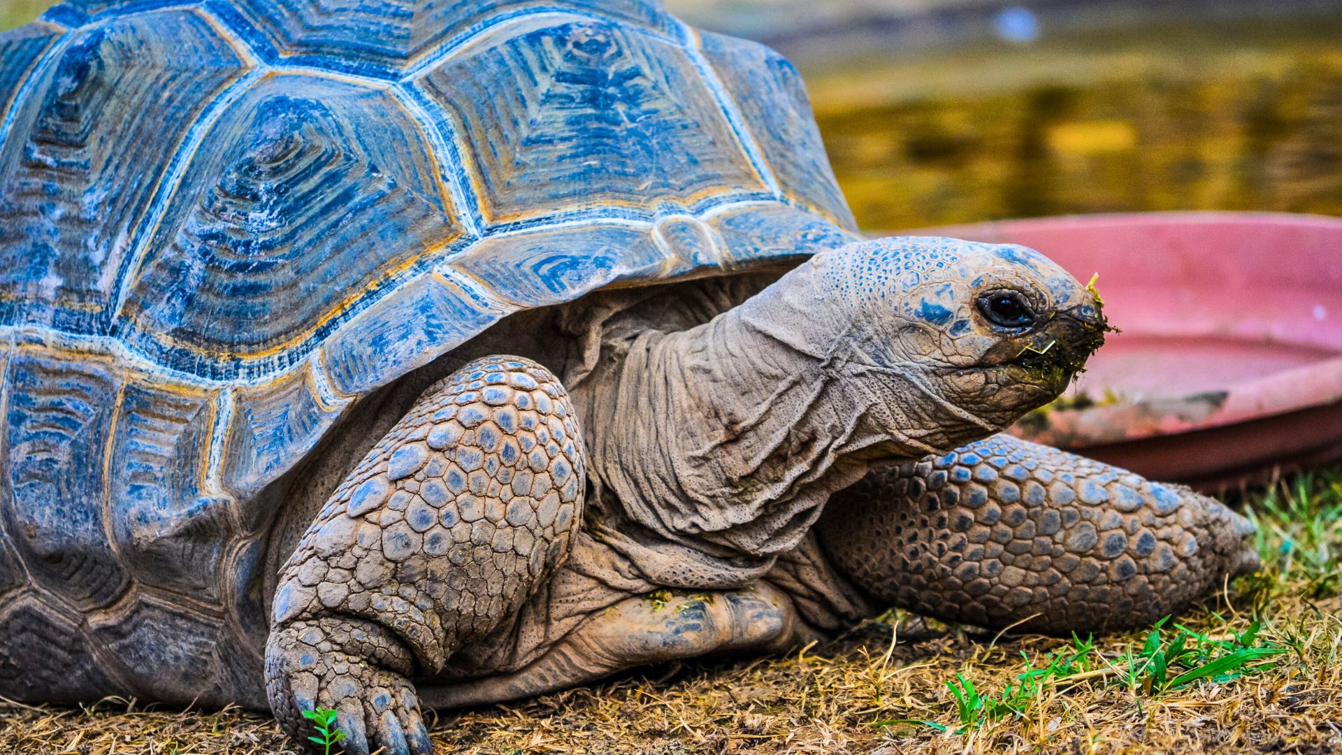 tortue-géante-d'aldabra-île-maurice