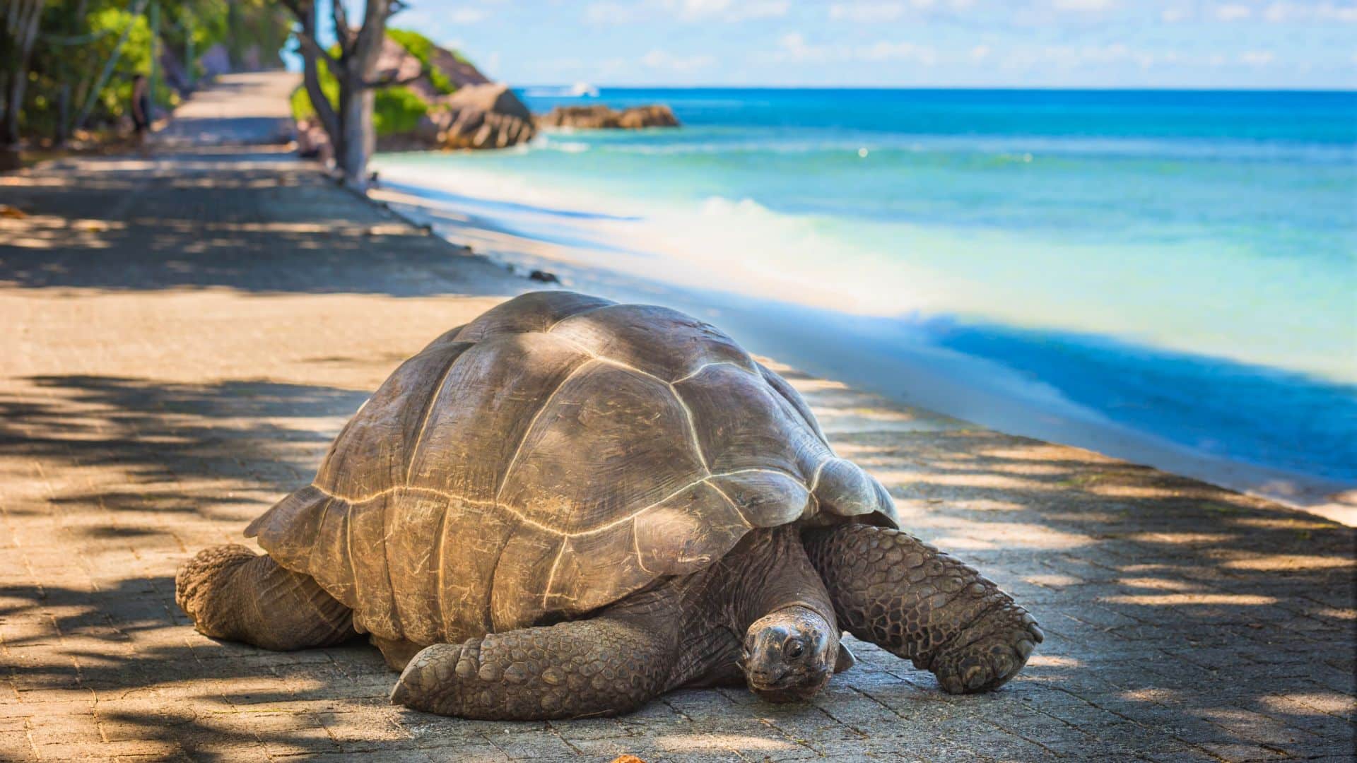 tortues-géantes-seychelles