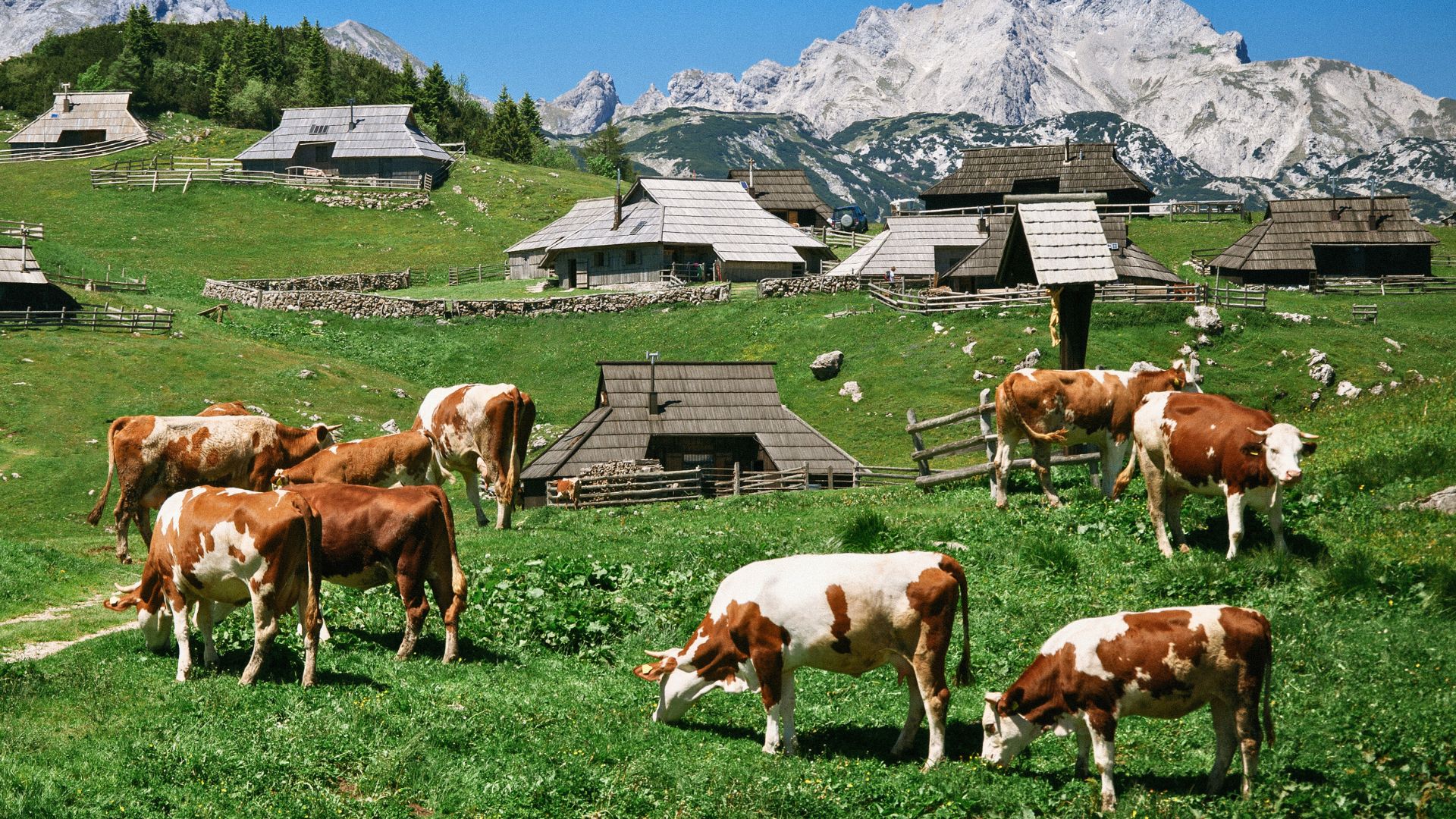 Velika Planina