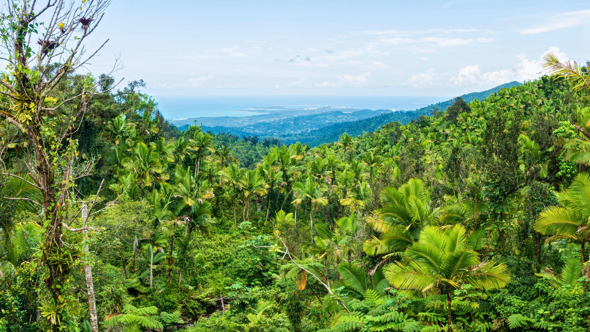 Forêt nationale d'El Yunque